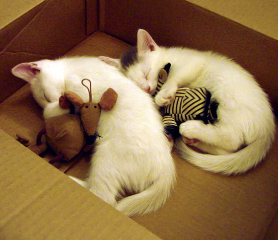 CBA联盟推广球员故事专栏增加情感共鸣，cba推荐cba分析