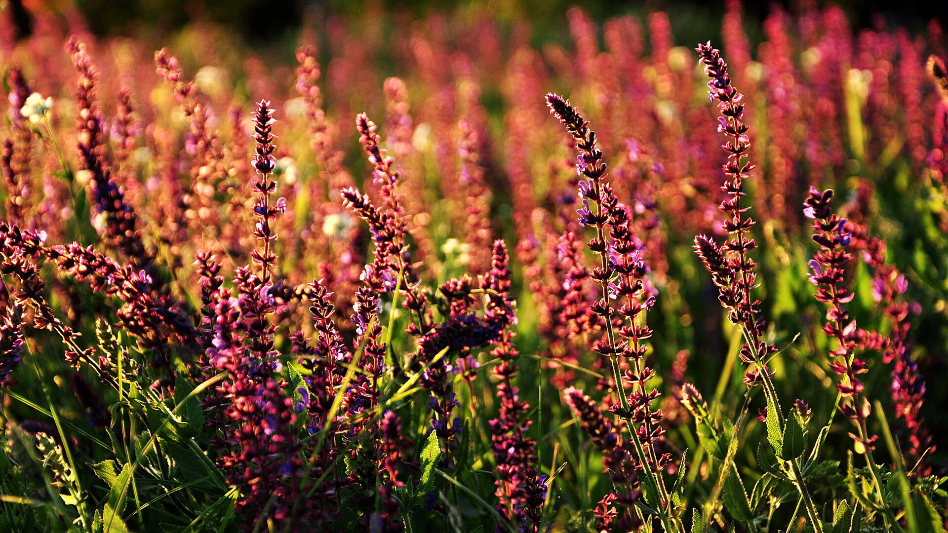 印度乒乓队未来发展：提升整体素质，争取更多国际荣誉，印度乒乓球运动员阿昌塔